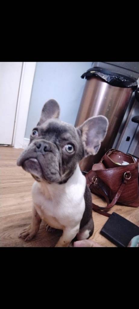 Female frenchie 