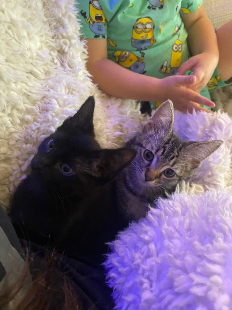 Kitten female 
