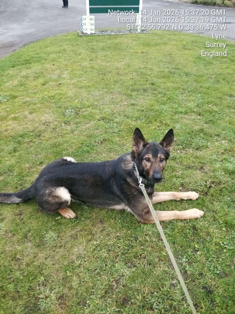 Selling my German shepherd 