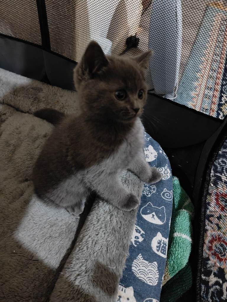 Kitten looking for a new home