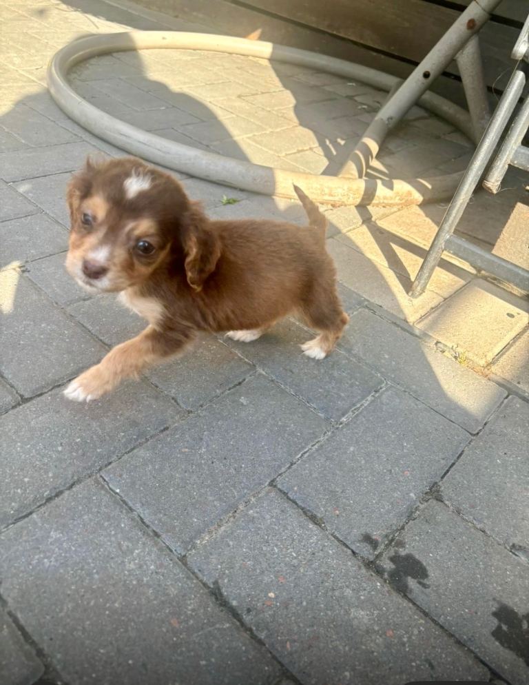 Show cocker/cocker spaniel puppy’s 