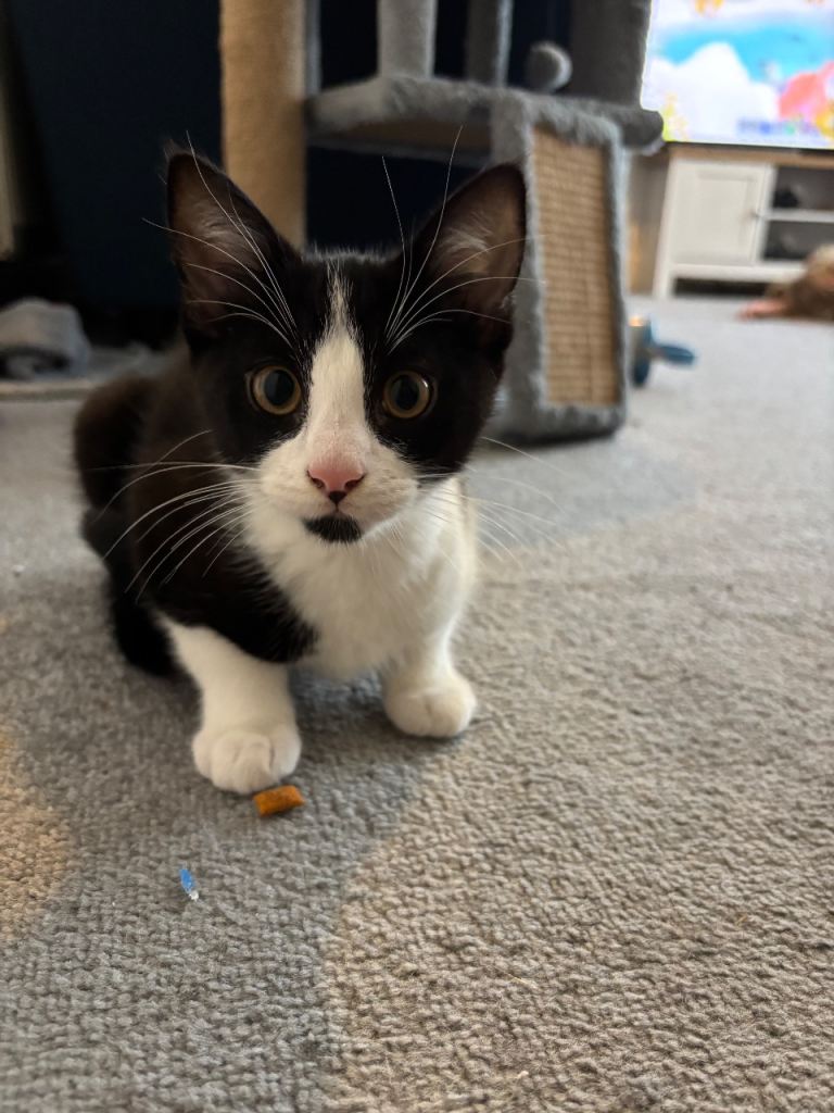 12 week old kitten for sale 