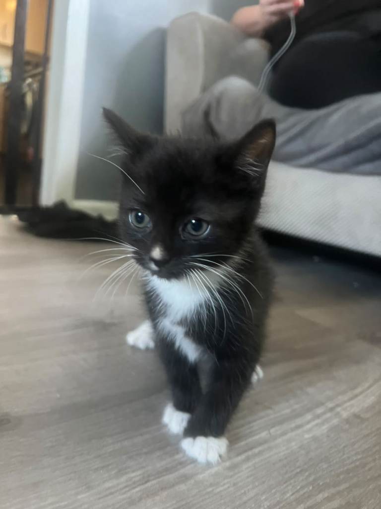 Kittens for sale 