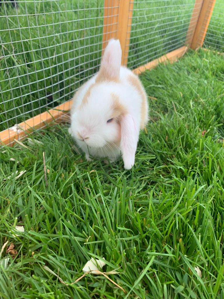 Mini lop rabbits Unsexed for sale 