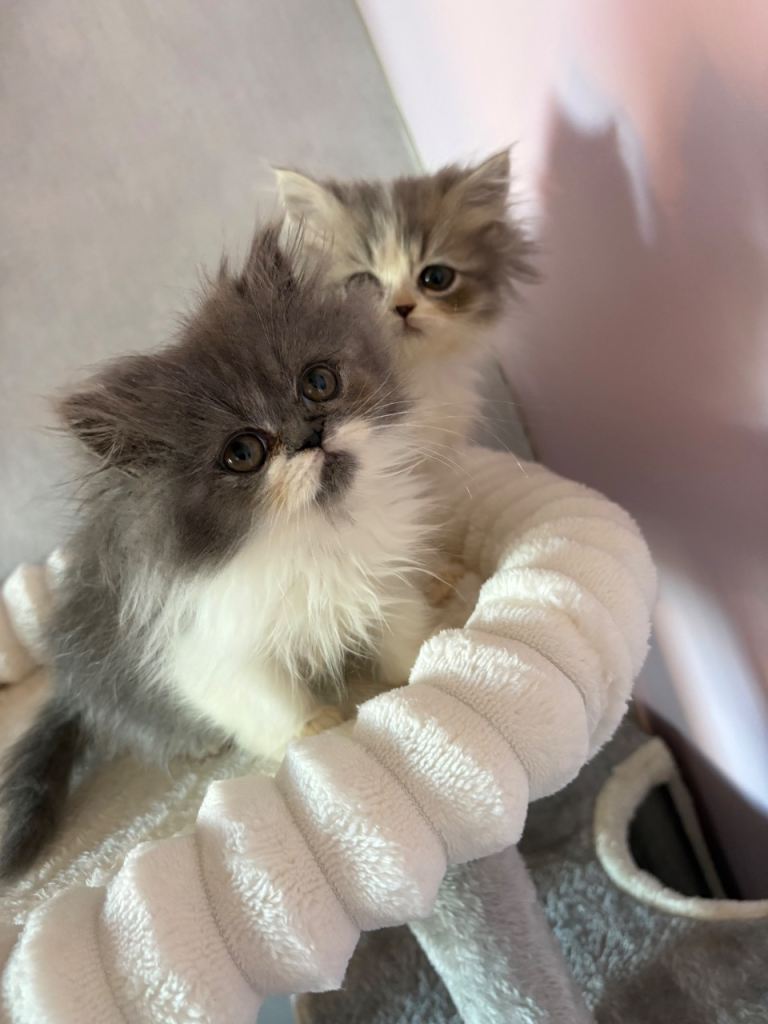 Persian kittens 