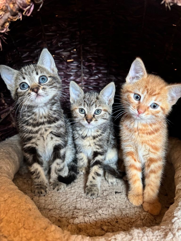 Beautiful Kittens for Sale