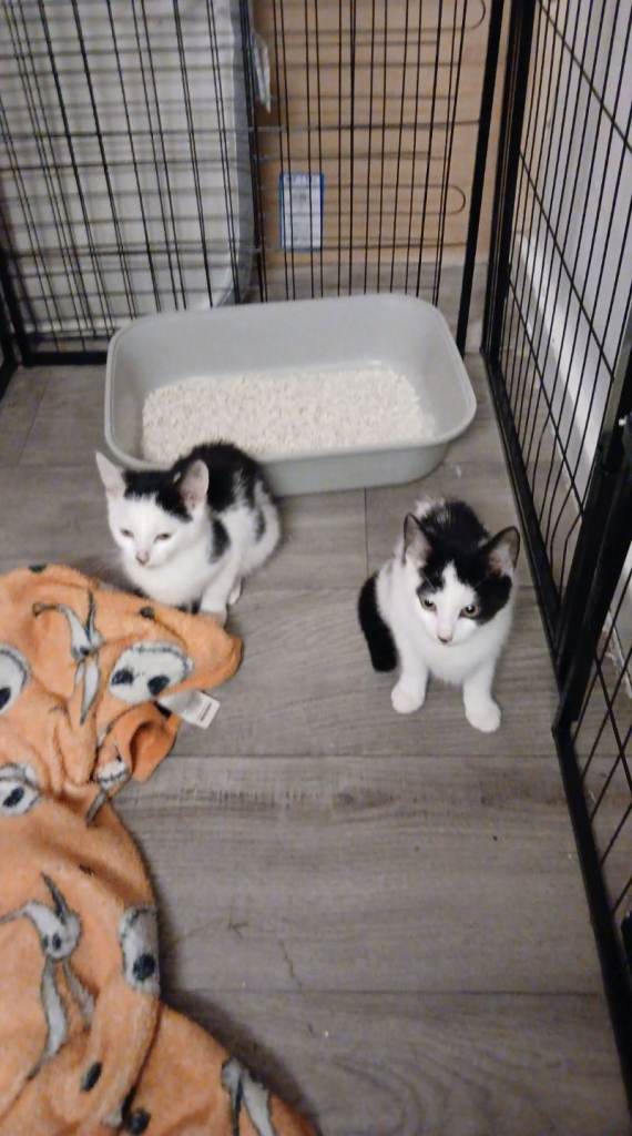 2 little kittens