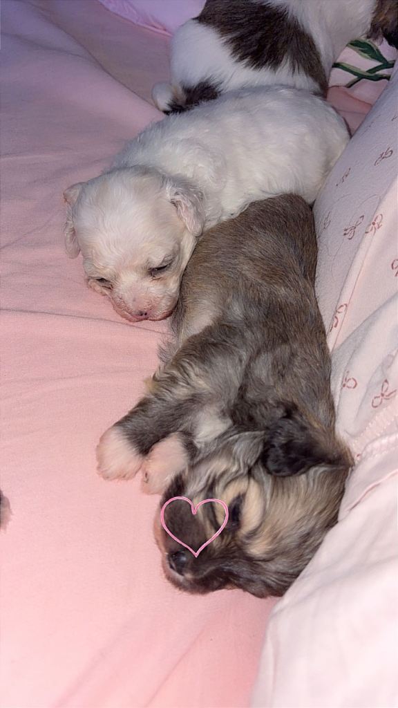 Bichon frise mix female pups