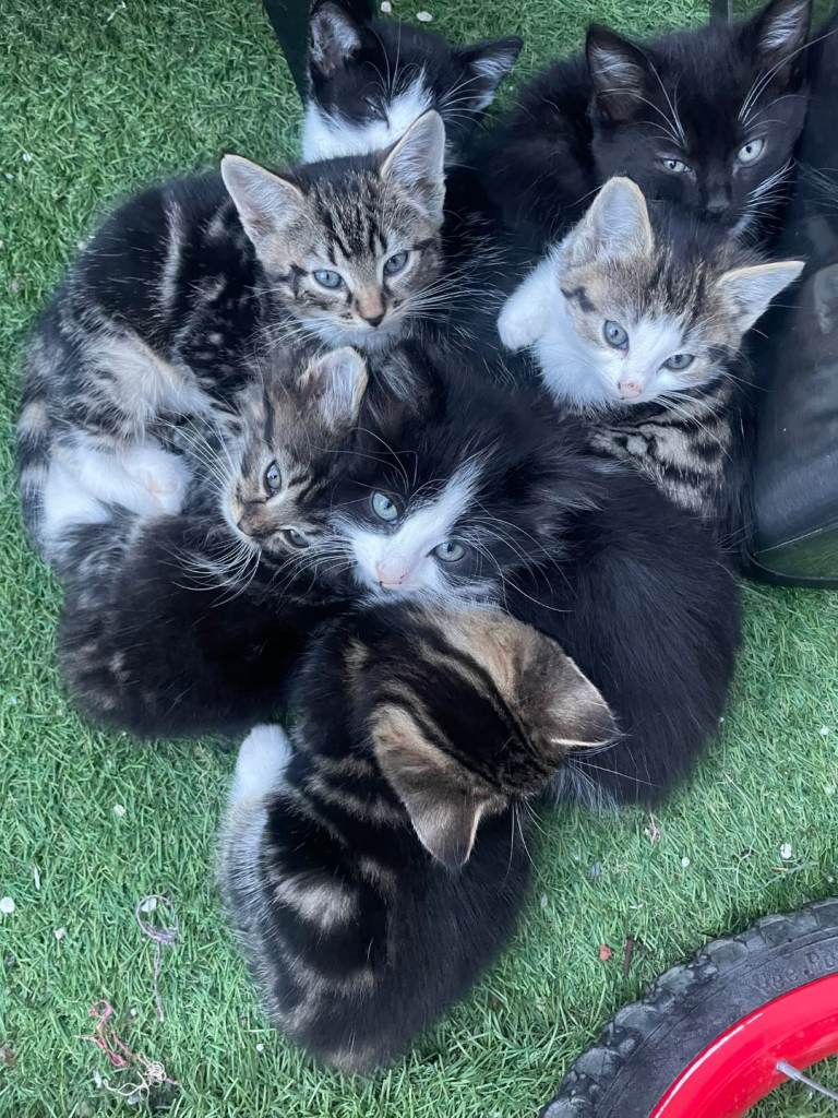 7 beautiful kittens! 