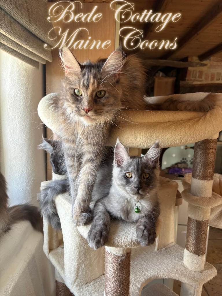 🐾 Exceptional TICA Registered Maine Coon Kittens  Health Tested • Family Raised • Lifetime Support