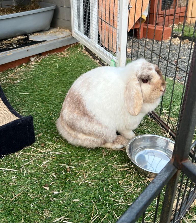 Mini lop Girl 