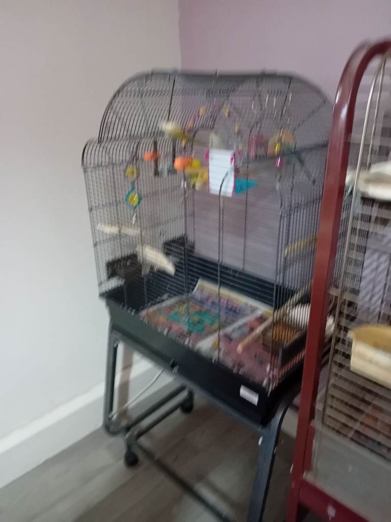 Birds cage 