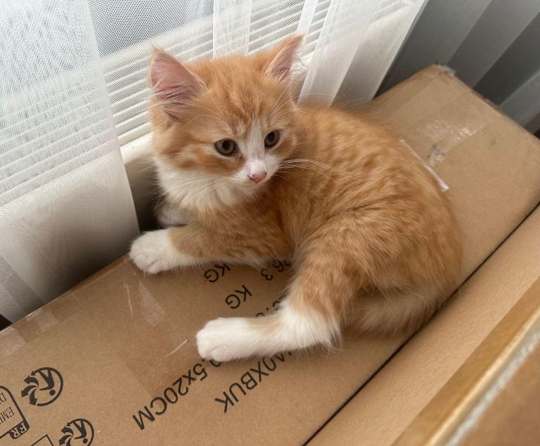 Ginger kitten for sale 