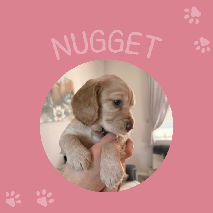 Cocker Spaniel pups, mam and dad KC reg