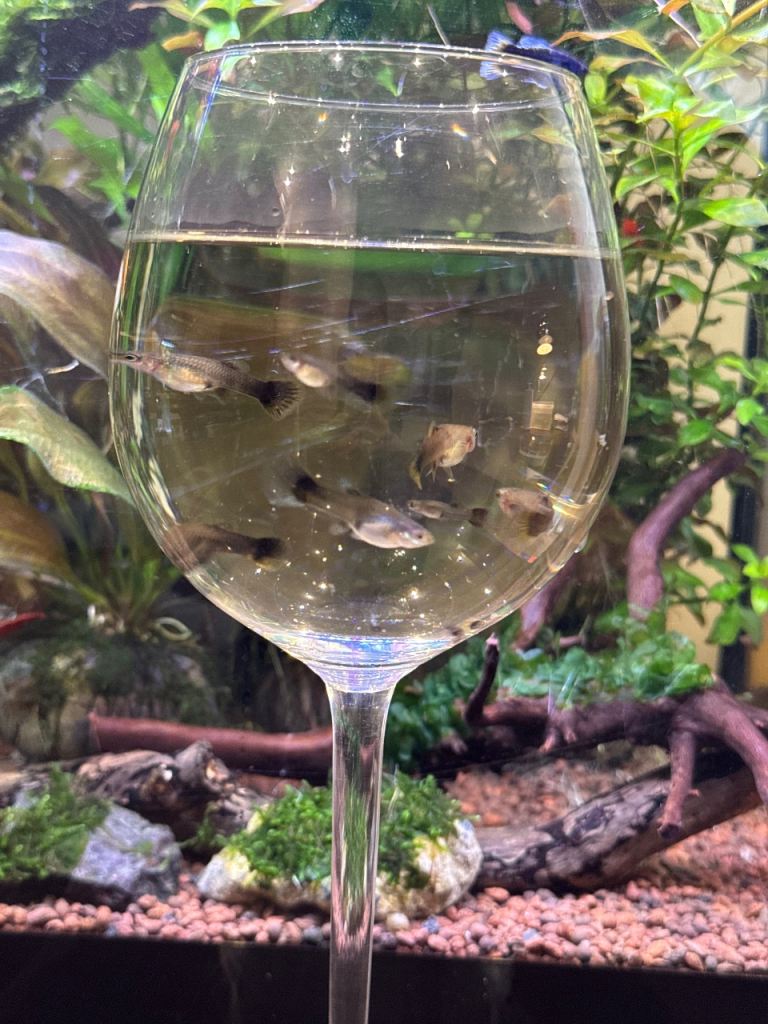 image for Guppies for Sale – £10 (Bargain!)