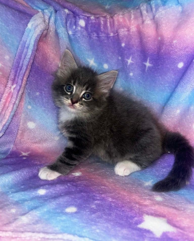 Maine coon cross Ragdoll kittens 