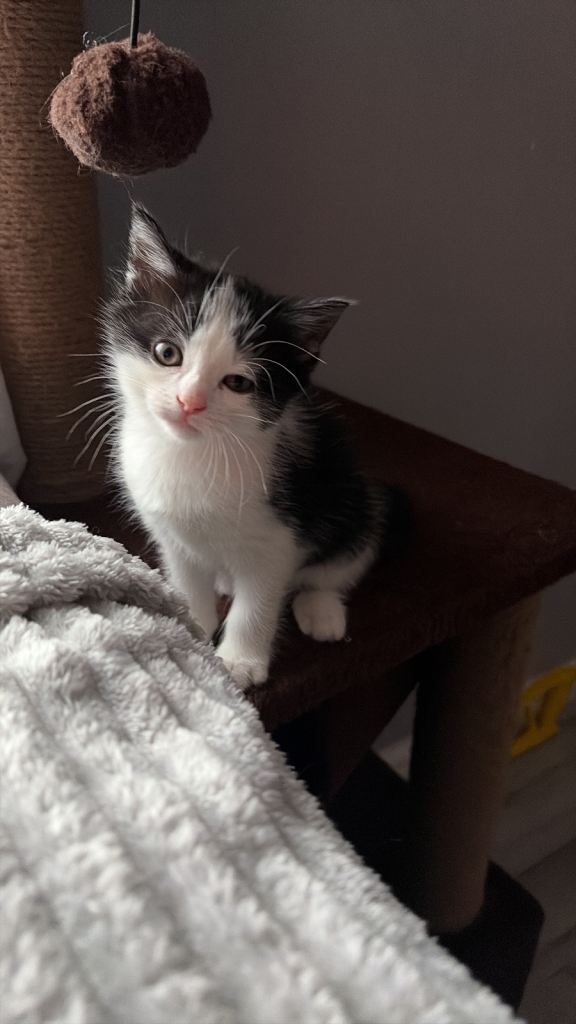 Tuxedo kitten - Girl