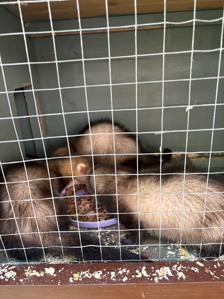 Bonded male ferrets age 4 months plus critter nation/ ferret nation cage 