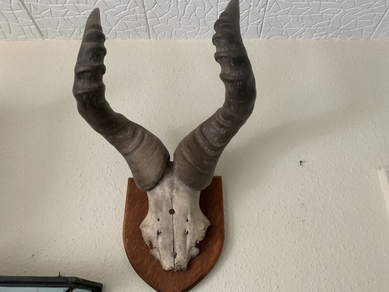 ANTELOPE  HORNS