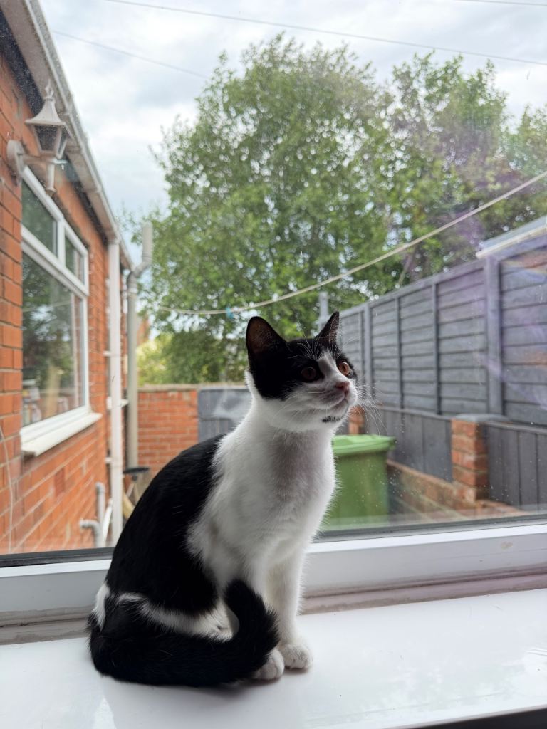 13-Week-Old Black & White Kitten – Soni – Playful & Loving