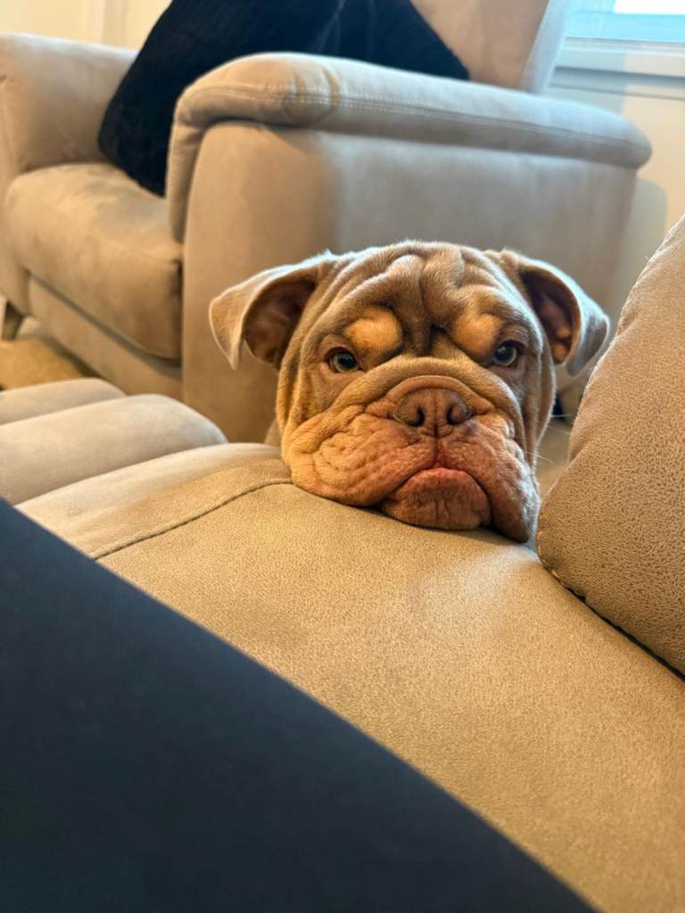 English bulldog Stanley 9 months old and stunning boy 