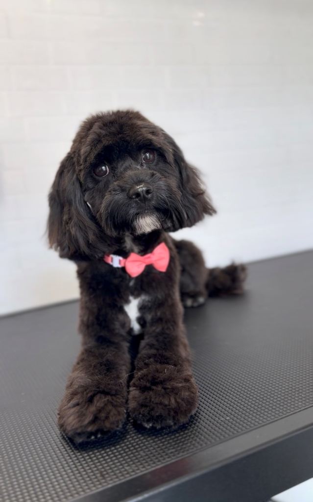 Bear the Cavapoo