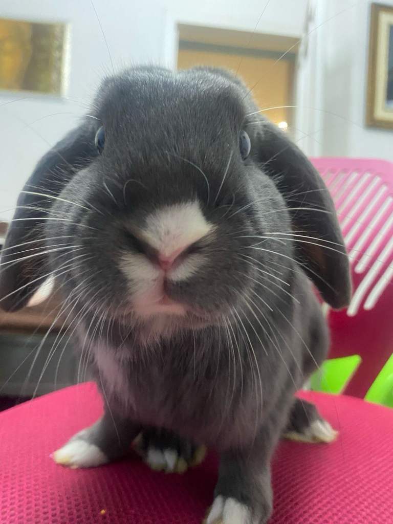 Rabbit- Male - 8 months old for sale - Feltham 