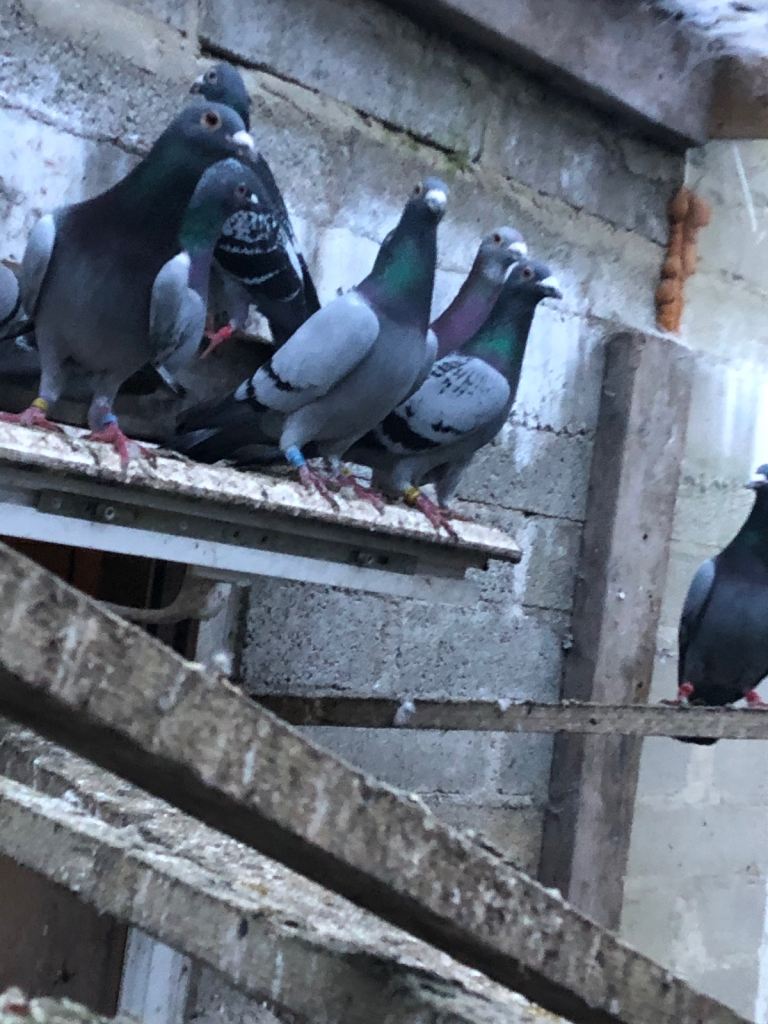 Racer pigeons bluebar and checkered