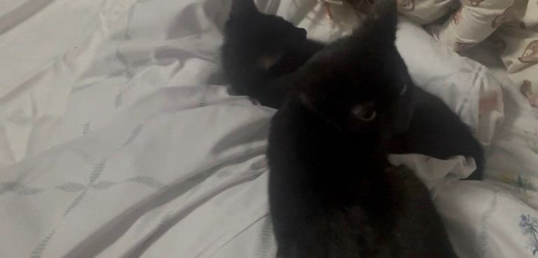 Two black kittens ready for a new home 