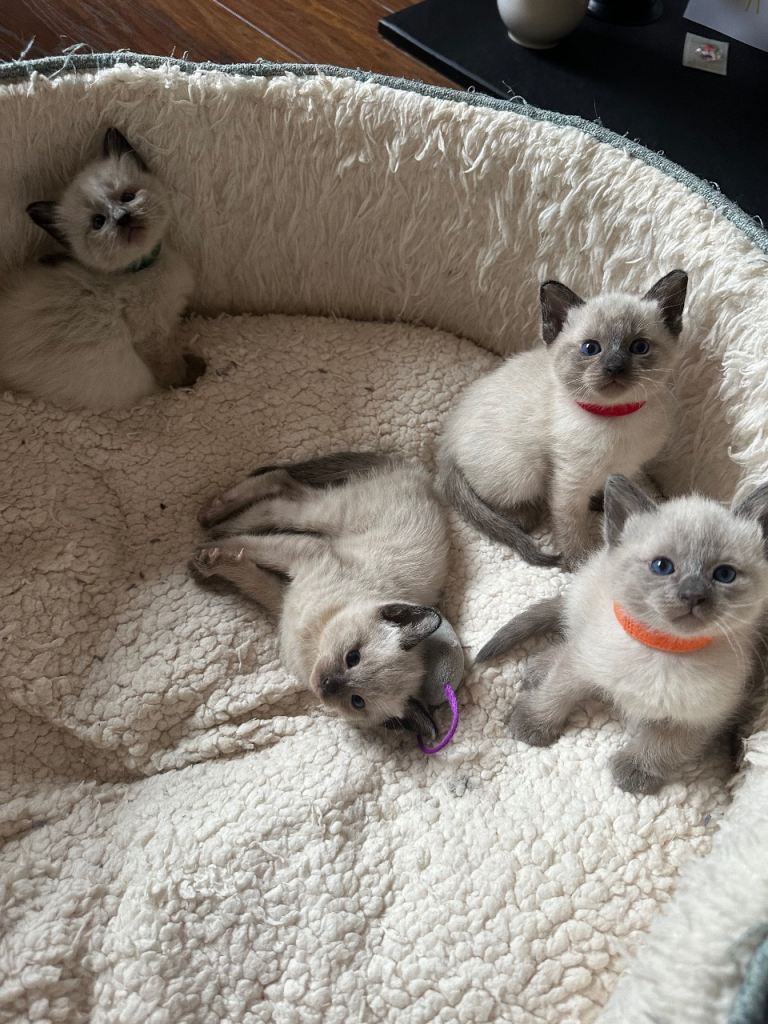 Purebred Siamese Kittens ~ALL SOLD~