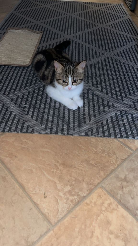 Female Kitten for Sale –  🐱