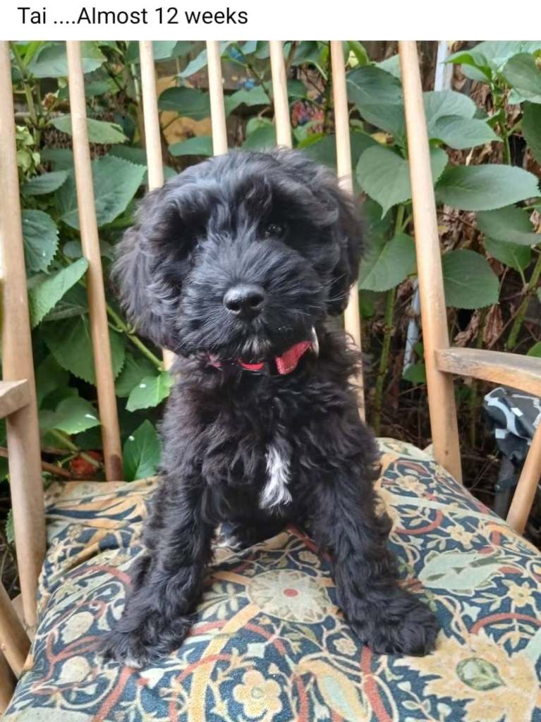 King Schnoodle Puppies 