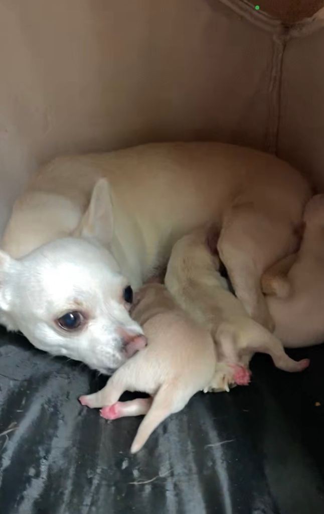 Chihuahua puppies 