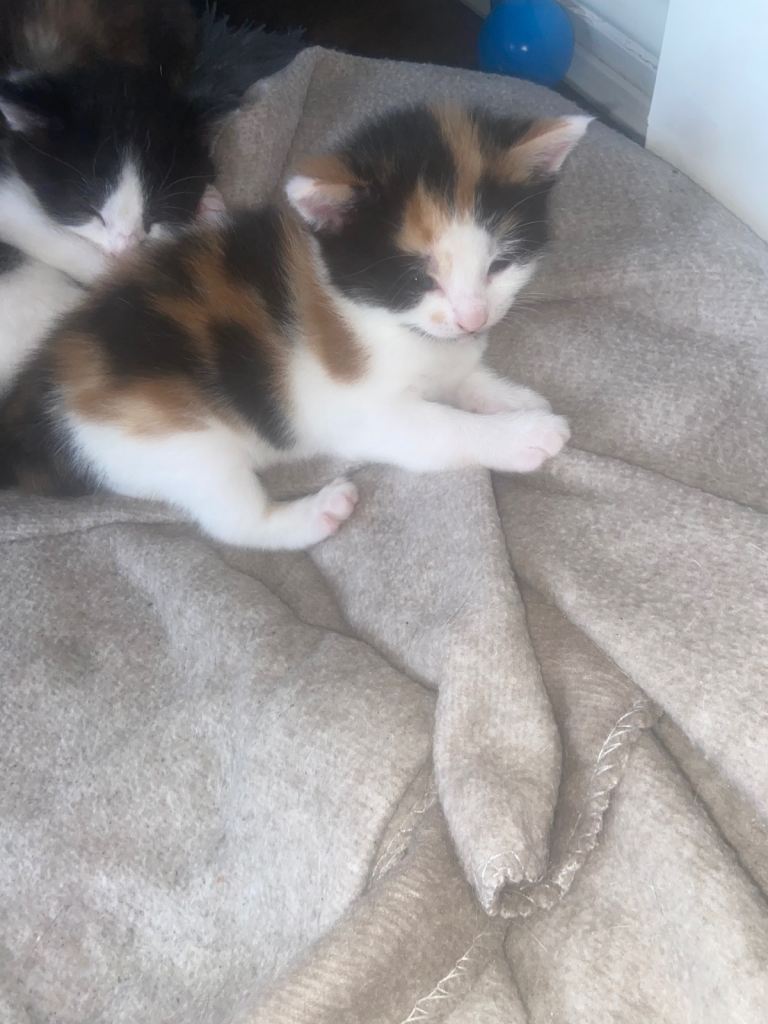 Tortoise Kitten for sale