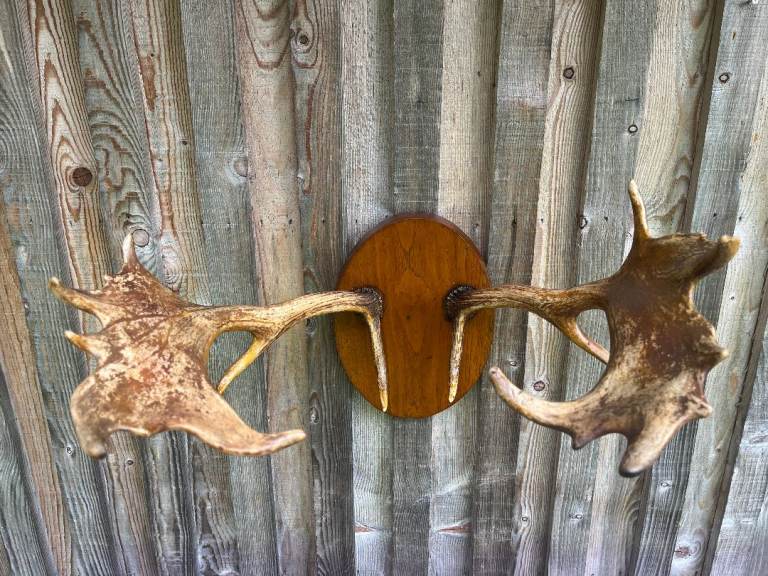 Fallow Deer Antlers