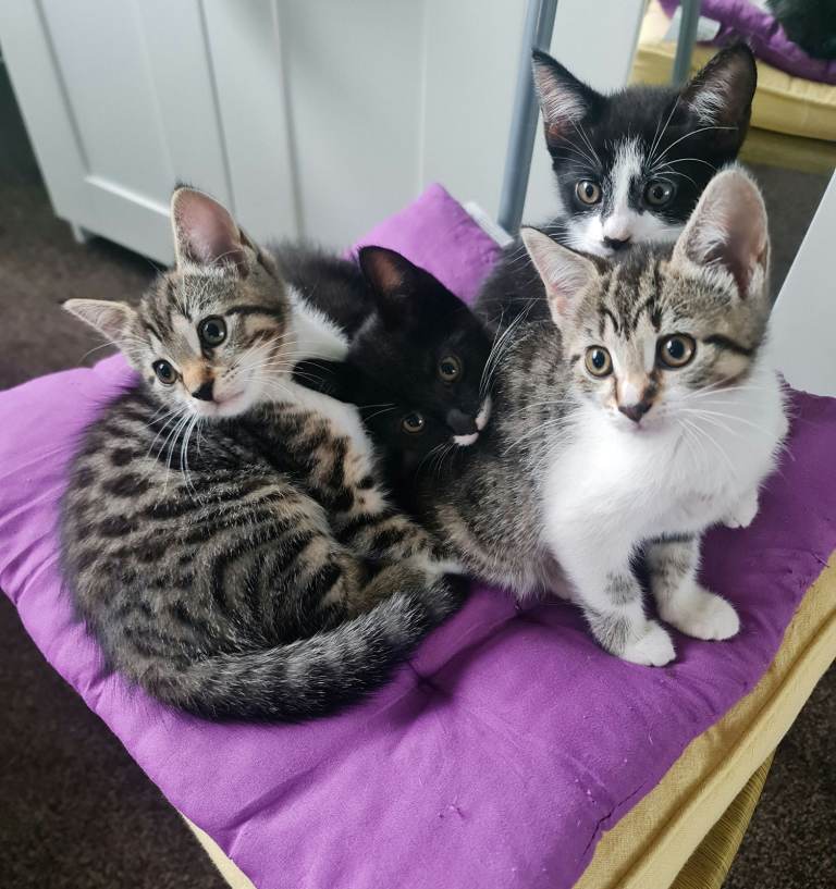 Vaccinated kittens, deflead, dewormed, ready for new home.