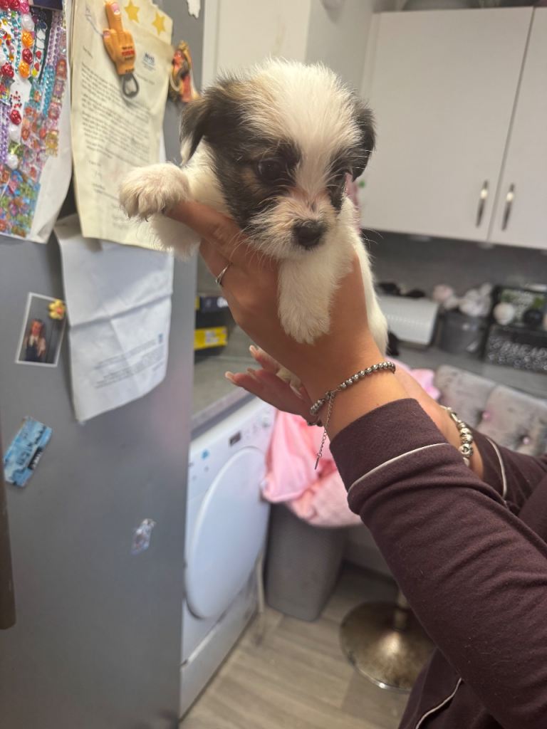 Jack Russell / shitzui puppies £750