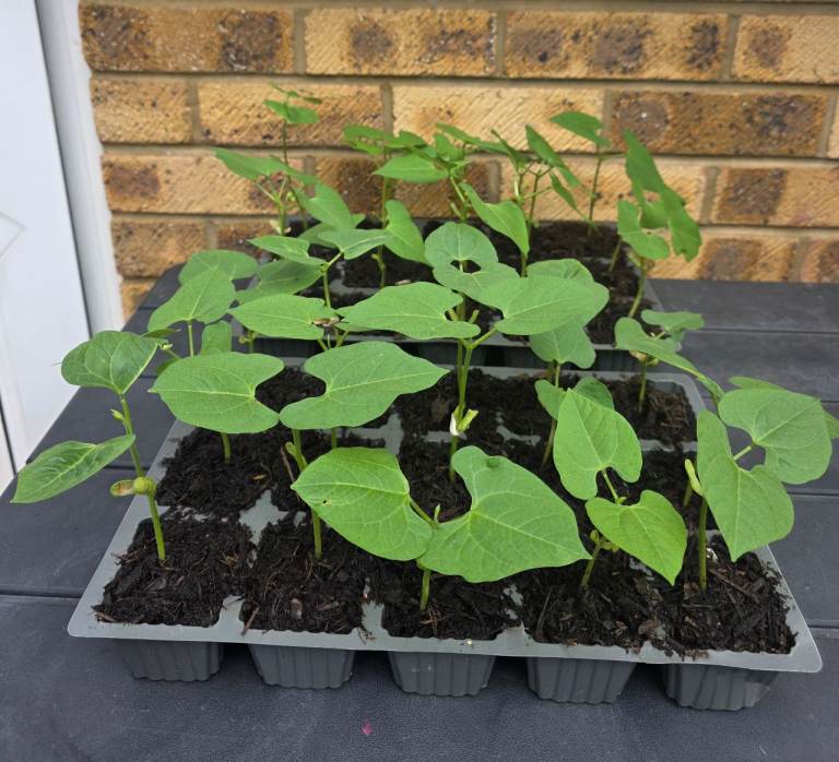Stringless Climbing French Bean plants £0.70p each