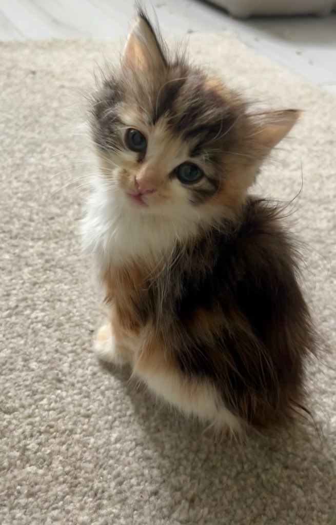 3 Ragdoll mix kittens