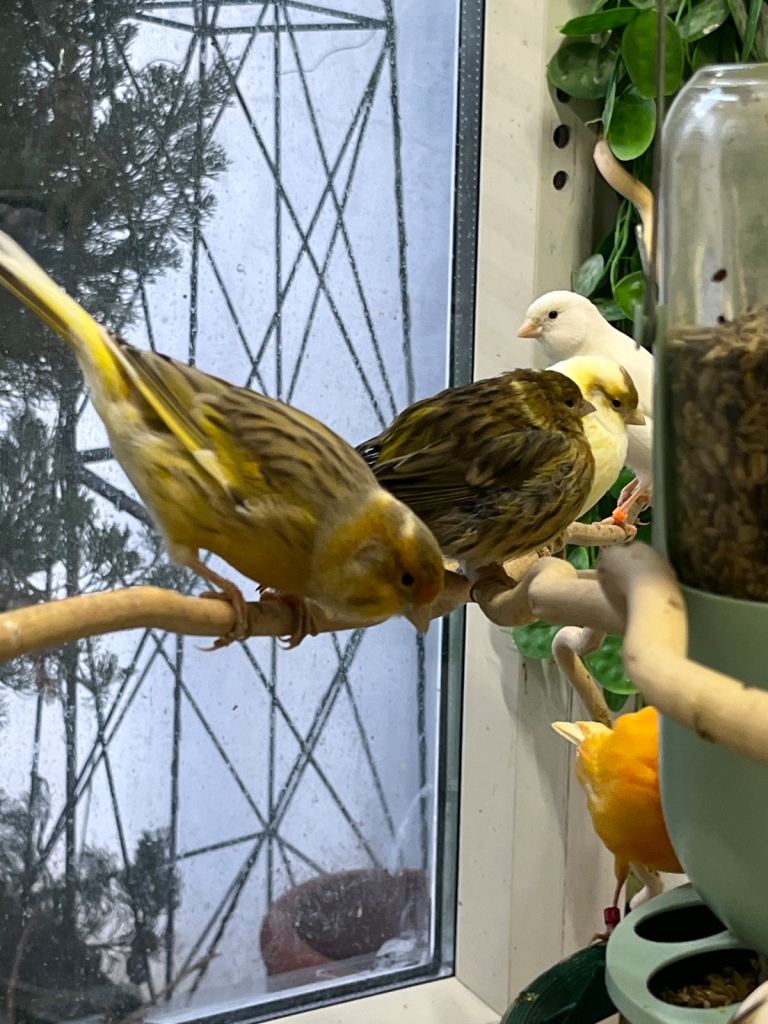 Healthy canaries