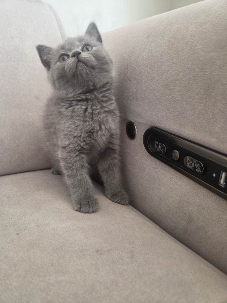  British shorthair kittens 