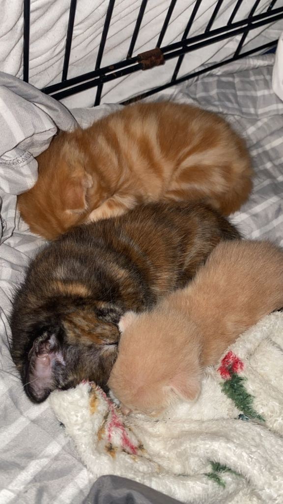 Beautiful tortoiseshell Kittens – Ready 3rd July
