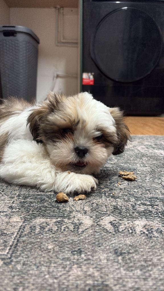 Male Shih Tzu puppy 