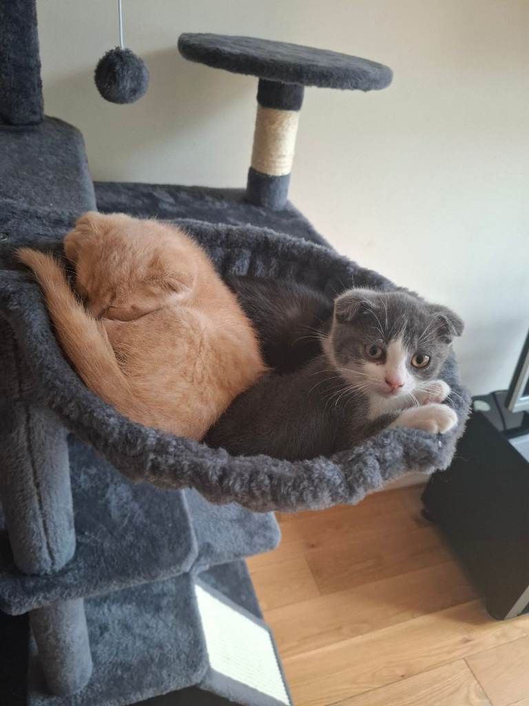 Adorable kittens looking for forever homes