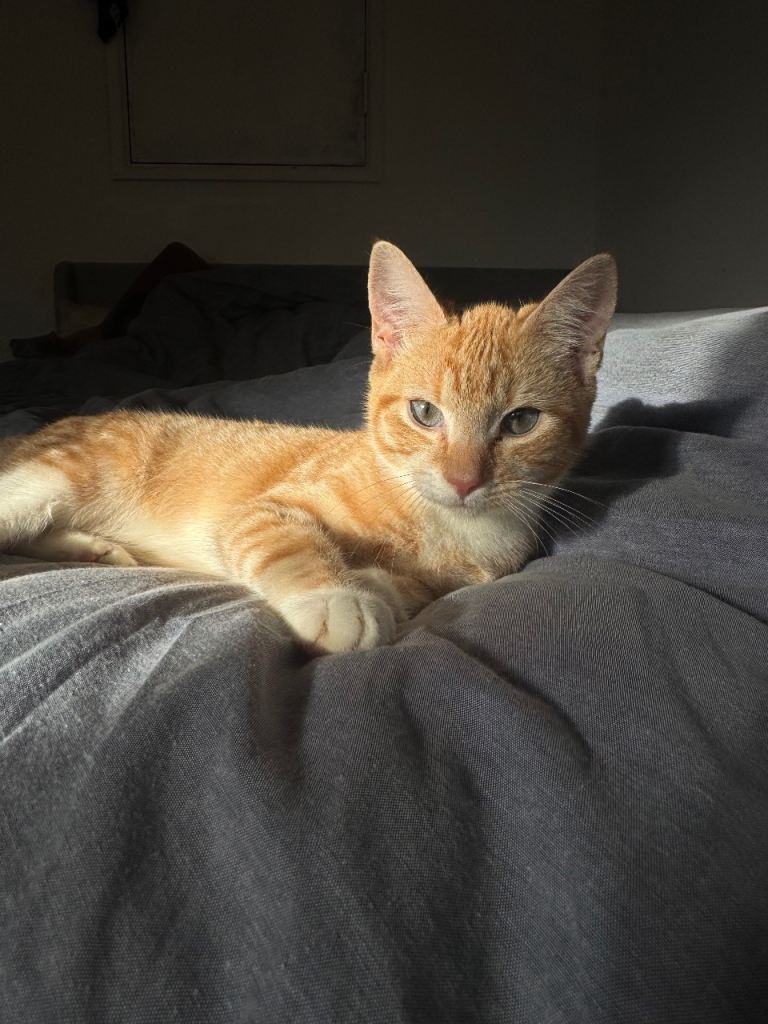 3 Beautiful Kittens for Sale 