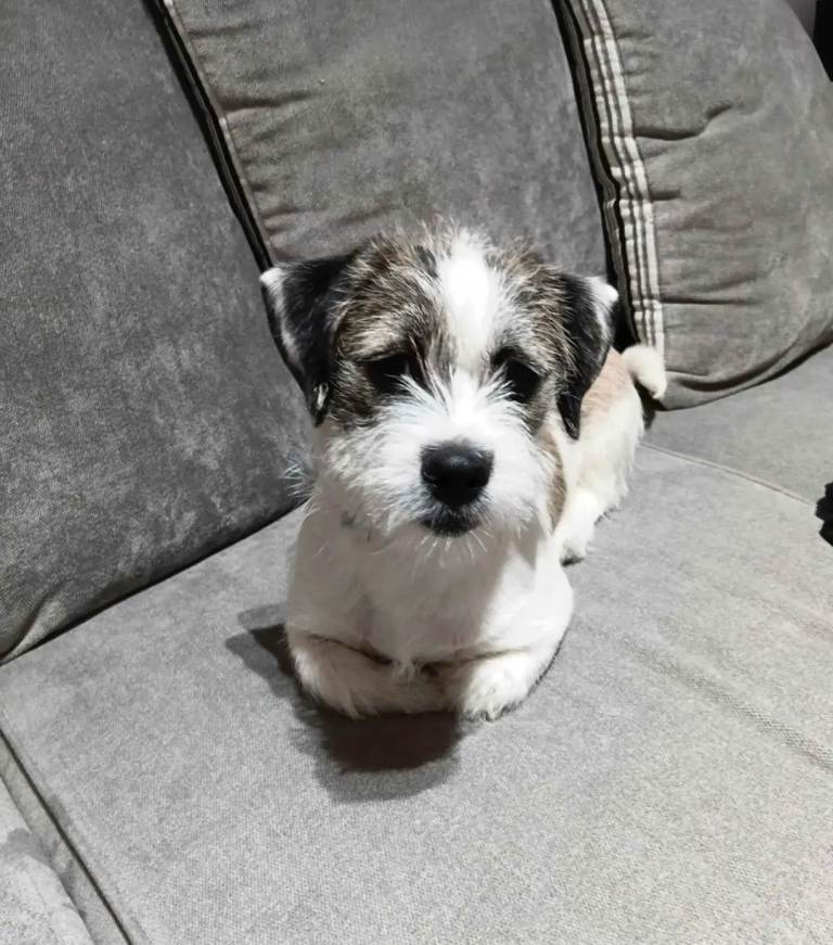 Shih Tzu × Jack Russell