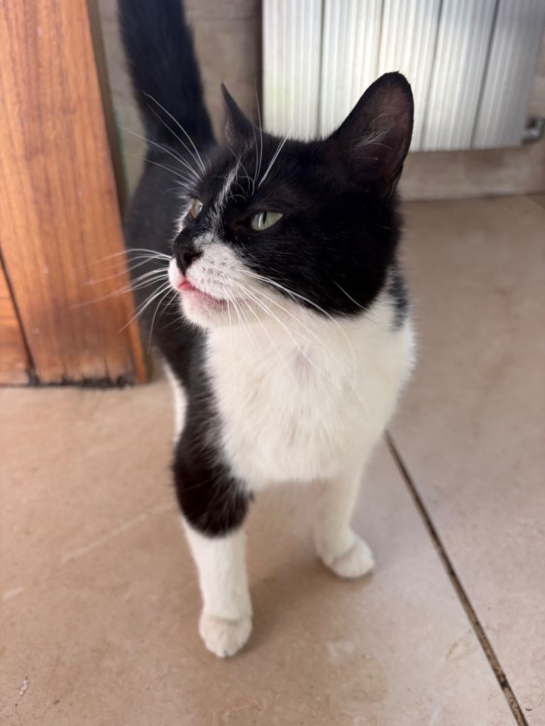 Cat looking for lovely home 