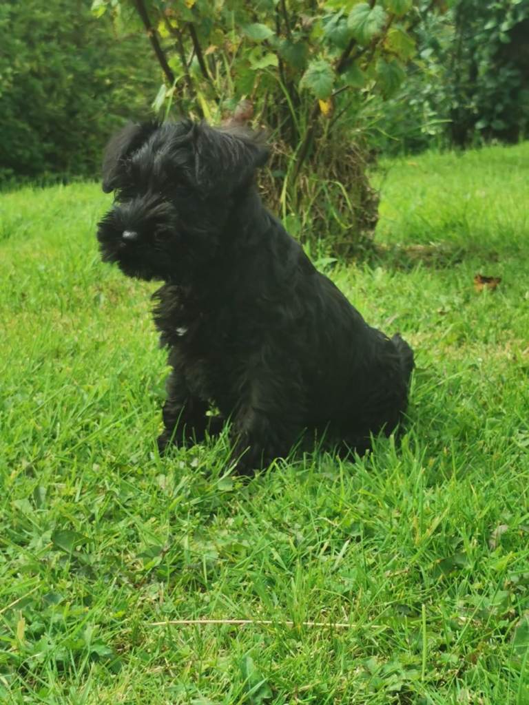 Miniature Schnauzer pups puppies 
