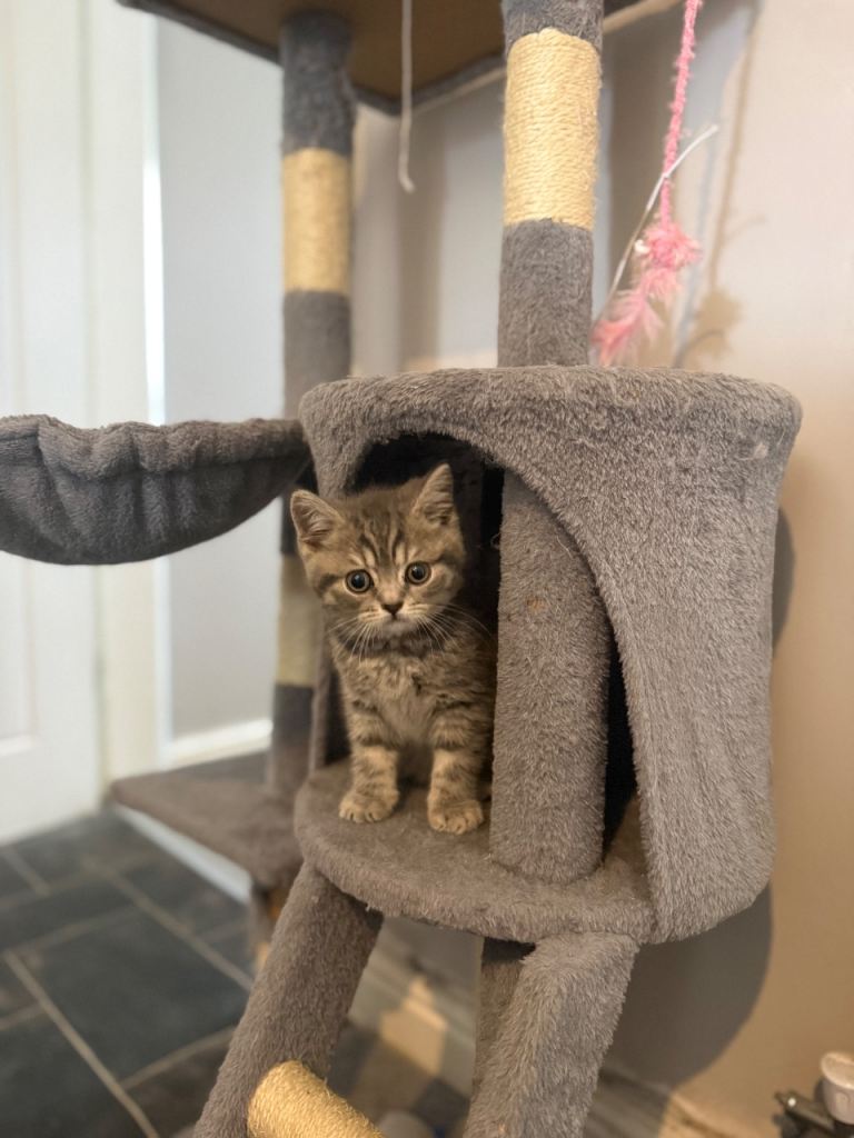 British short hair kitten