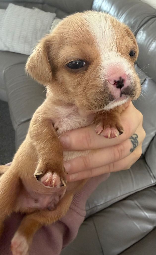 Gorgeous Frenchel puppies (Frenchie x cavalier)